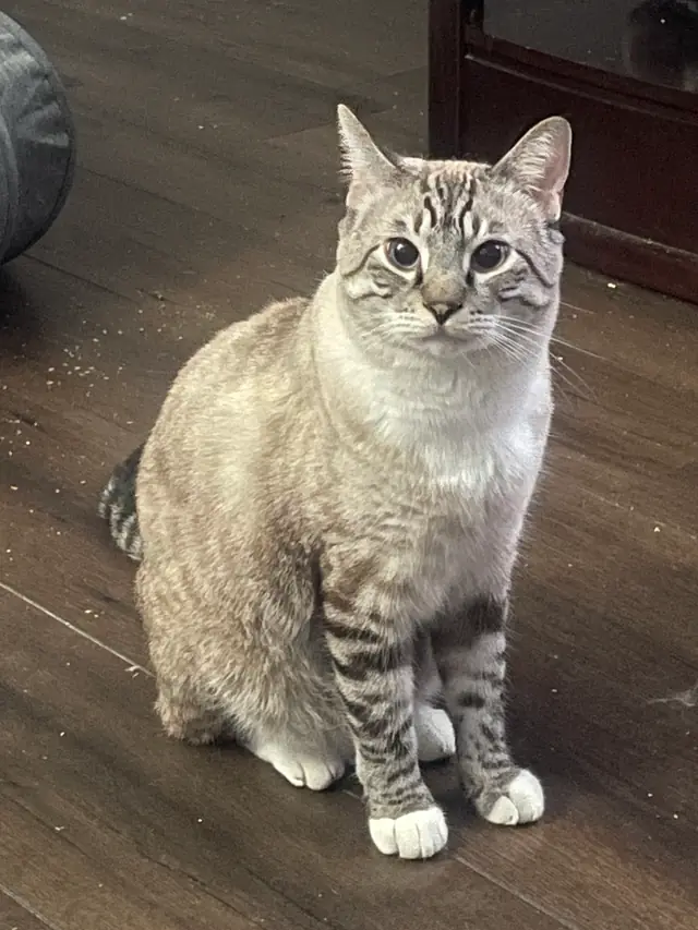 바닥에 앉아 있는 태비 포인트 고양이