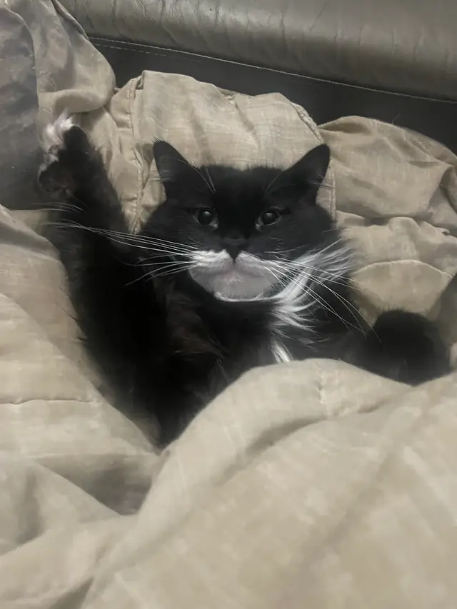 담요 더미 속에 누운 턱시도 고양이
