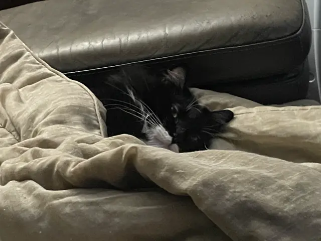 담요 사이로 빼꼼 내다보는 턱시도 고양이