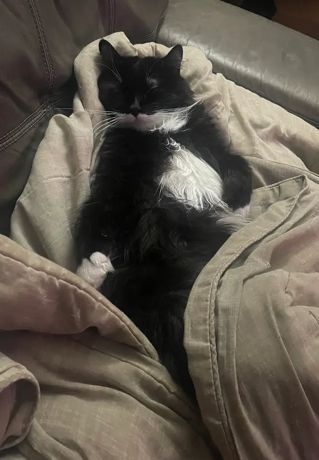 담요 속에 앉아 있는 턱시도 고양이