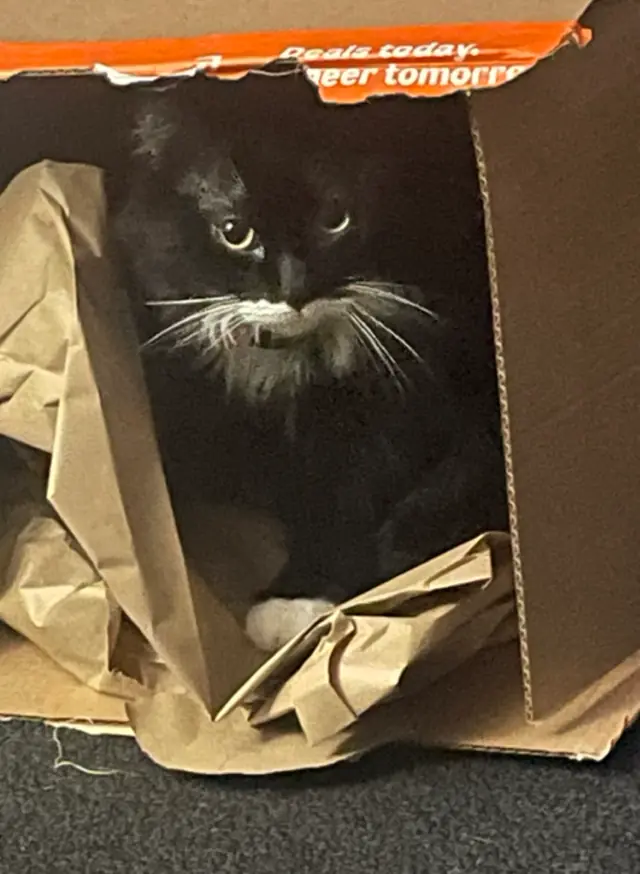 종이 상자 안에 앉아 있는 턱시도 고양이