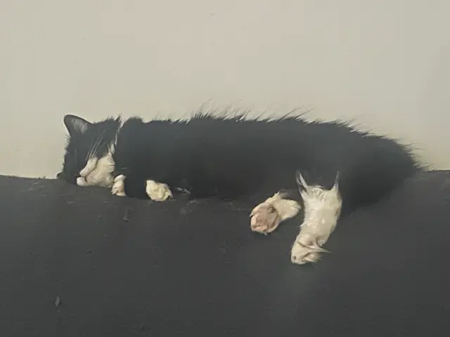 소파 등받이 위에서 쭉 뻗은 턱시도 고양이