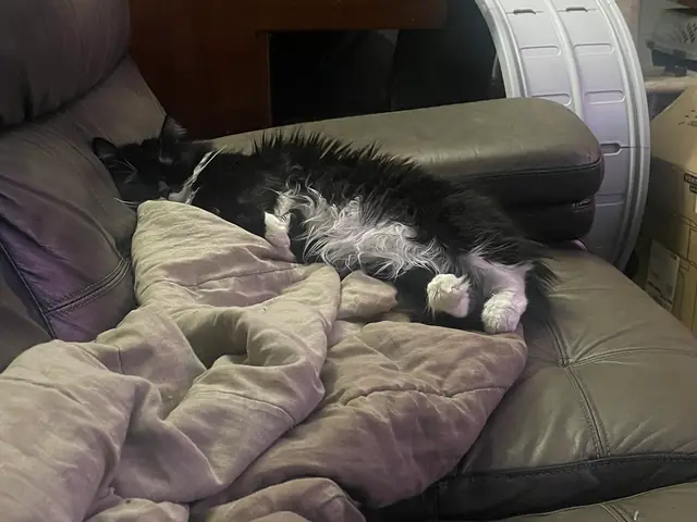 소파에서 낮잠 자는 턱시도 고양이