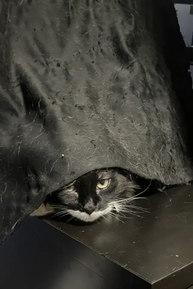 담요 밑에 숨은 턱시도 고양이