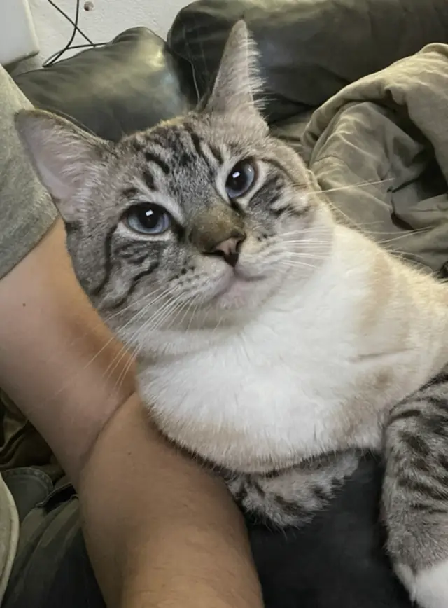 품에 안긴 파란 눈의 태비 포인트 고양이