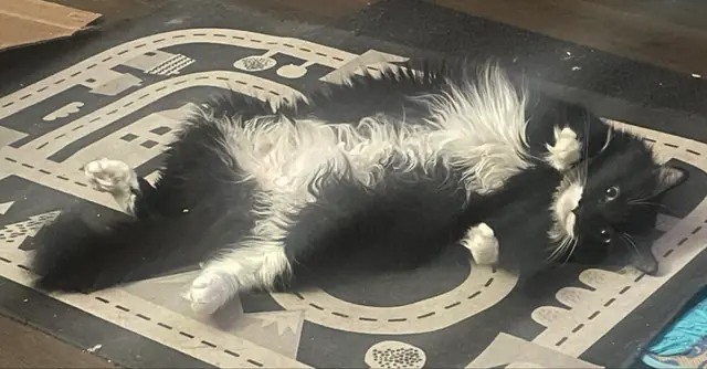 놀이 매트 위에서 쭉 뻗은 턱시도 고양이